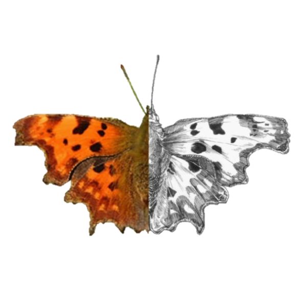 Urban Nature Reserve – New Ferry Butterfly Park